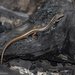 Copper-tailed Skink - Photo (c) damienesquerre2, some rights reserved (CC BY-NC)