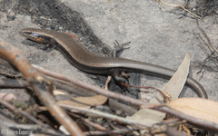 Acritoscincus platynotus