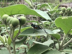 Pterophylla beltrani