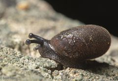 Austrochloritis kosciuszkoensis