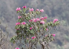 Rhododendron kesangiae