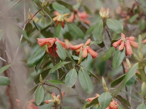 Image of Rhododendron cinnabarinum by (c) Thibaud Aronson, some rights reserved (CC BY-SA)