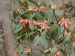 Rhododendron cinnabarinum