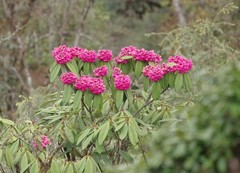 Rhododendron kesangiae