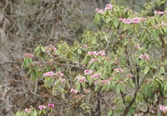 Rhododendron kesangiae