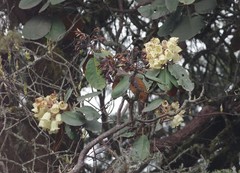 Rhododendron falconeri
