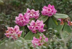 Rhododendron kesangiae