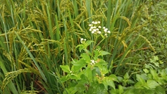 Ageratina riparia