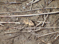 Epirrhoe plebeculata