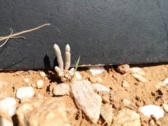 Anacampseros papyracea