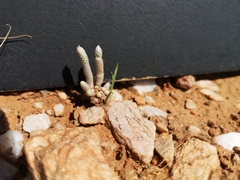 Anacampseros papyracea