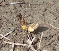 Epirrhoe plebeculata