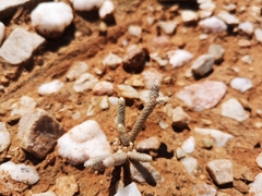 Anacampseros papyracea