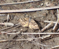 Epirrhoe plebeculata