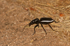 Anthia cinctipennis