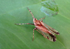 Orthopagus splendens