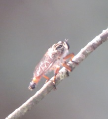 Zosteria sydneensis