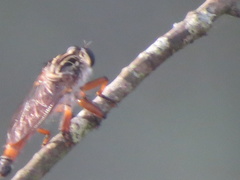 Zosteria sydneensis