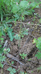 Malvalthaea transcaucasica