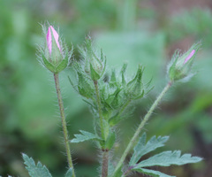 Malvalthaea transcaucasica