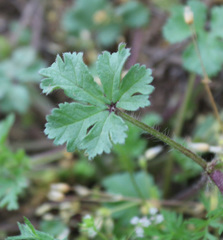 Malvalthaea transcaucasica