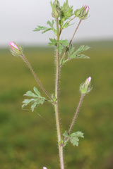 Malvalthaea transcaucasica