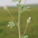 Malvalthaea transcaucasica - Photo (c) Теймуров А.А.,  זכויות יוצרים חלקיות (CC BY-NC), הועלה על ידי Теймуров А.А.
