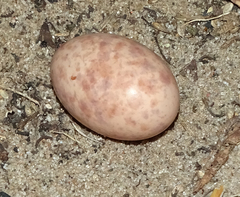 Caprimulgus rufigena