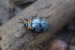 Cypherotylus vicinus