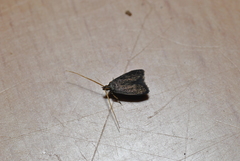 Lecithocera nigrana