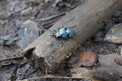 Cypherotylus vicinus
