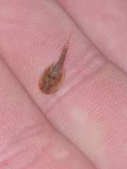 Triops granarius
