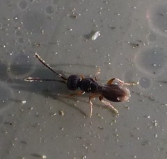 Ceraphronoidea