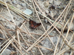 Leptostales rubromarginaria