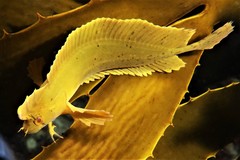 Cristiceps aurantiacus