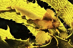 Cristiceps aurantiacus