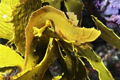 Cristiceps aurantiacus