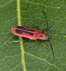 Holopleura marginata