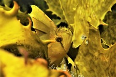 Cristiceps aurantiacus