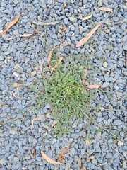 Boerhavia dominii