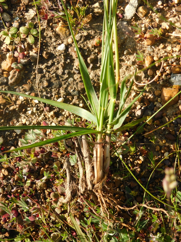 Ehrharta ottonis
