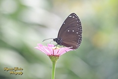 Euploea eunice