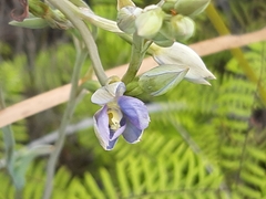 Thelymitra circumsepta