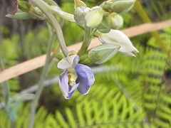 Thelymitra circumsepta