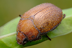 Anoplognathus velutinus