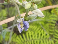 Thelymitra circumsepta