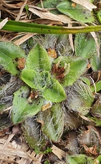 Plantago lanigera