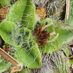 Plantago lanigera