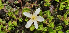 Caltha obtusa