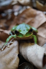 Smilisca cyanosticta